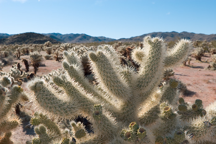 Cholla Cactus