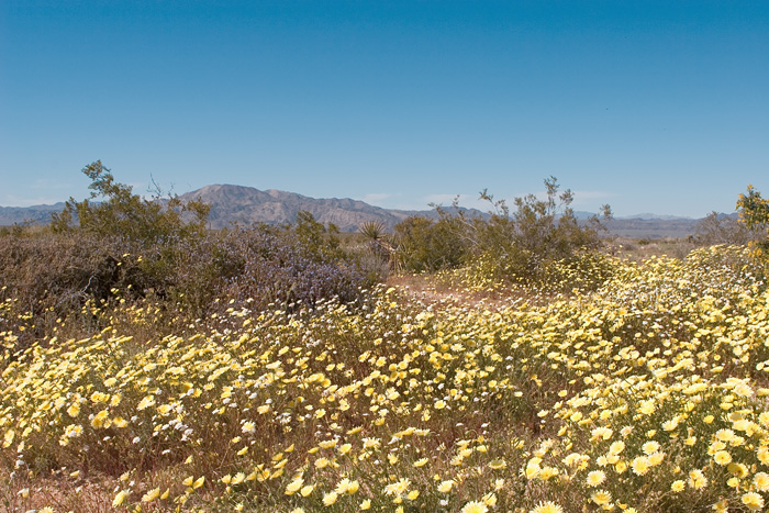 Desert Dandelion
